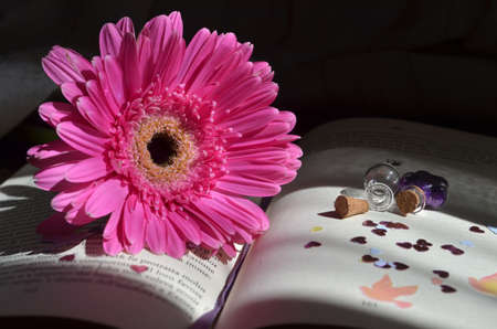 Gerberaの写真素材