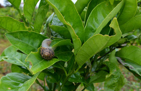 Snailの写真素材