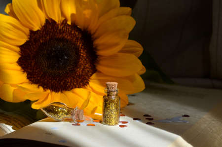 Sunflowerの写真素材