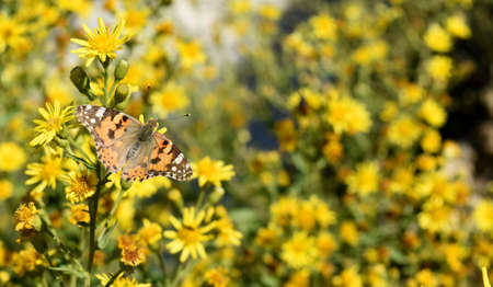 butterflyの写真素材