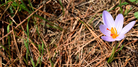 Autumnの写真素材