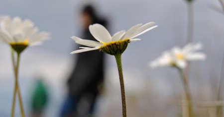 Daisyの写真素材