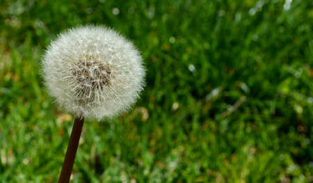 Spring dandelion