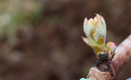 Livesの写真素材