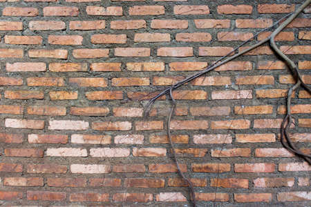 Texture Old Wall with Tree Rootsの写真素材