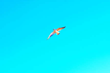 bird