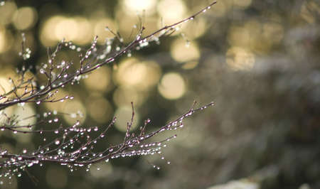 A branch with dewdrops in late afternoonの写真素材