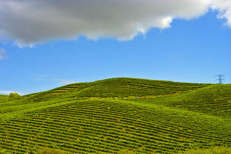 Nappa Vineyards on an early spring afternoonの写真素材