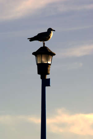 Seagull standing on a top of a lamp post and looking towards the setting sunの写真素材