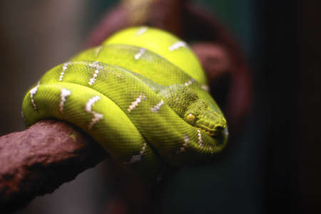 Green Tropical snake coiled on a branch looking menacely