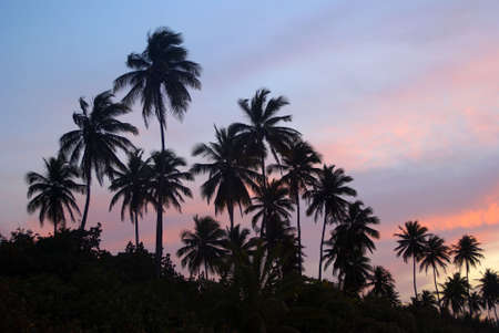 Palm grove on a tropical island at sunset wide horizontalの写真素材