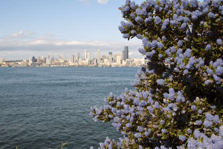 Downtown Seattle blur with blue flowers in the foregroundの写真素材