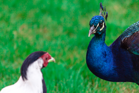 Two pheasants
