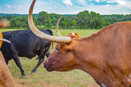 Texas Bull with long horns in a field during summer. Surrounded by other cows and bulls