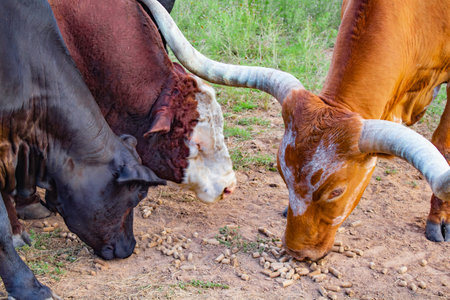 A light brown Texas bull eats pellets off of the ground next to two cowsの写真素材