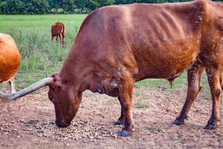 A bull in Texas stops to eat pellets off of the groundの写真素材