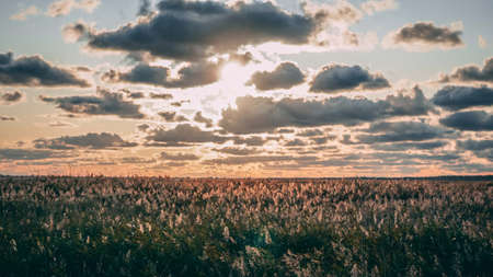 sunset over the fieldのeditorial素材