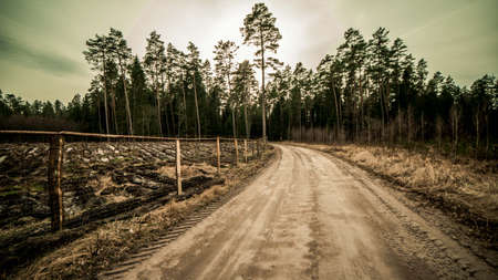 Forest way in Polandのeditorial素材