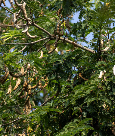Close up of tamarind tree with ripe fruits and leaves.