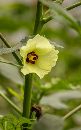 Yellow okra flower with water droplets on the petals.