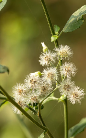 Closeup of the seeds of a common burdock