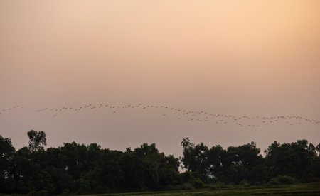 Flock of geese flying over the rice field at sunset.