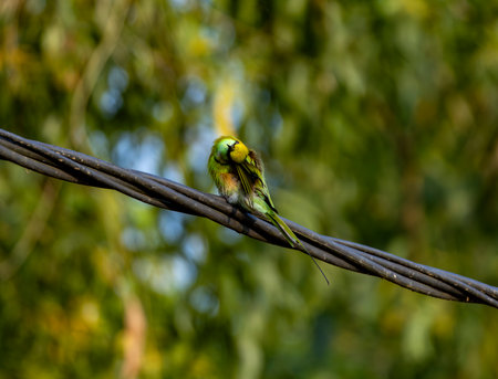 Green Bee-Eater sitting on a wire in the village road.