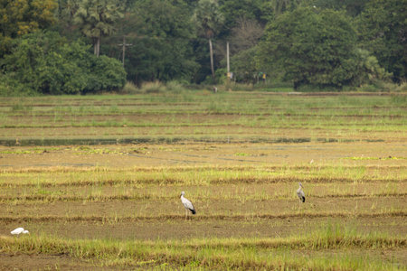 The stork in the rice field at the Indian village.の写真素材