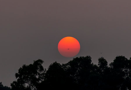 Sunset in the forest with silhouette of trees and birds flying.