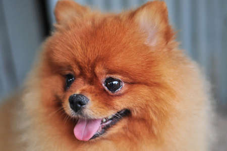 Lovely dogの写真素材
