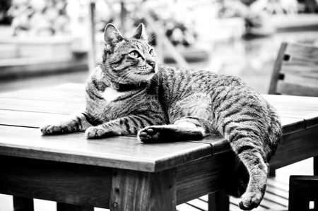 Looking for somethingの写真素材