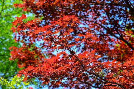 Red Leafの写真素材