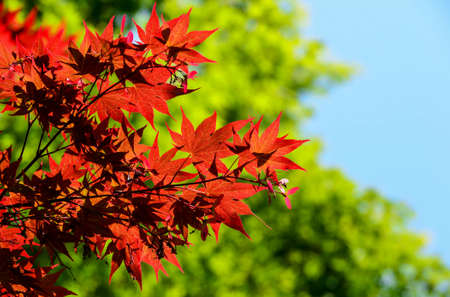 Changing Seasonの写真素材