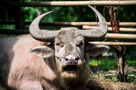 Cute buffaloの写真素材