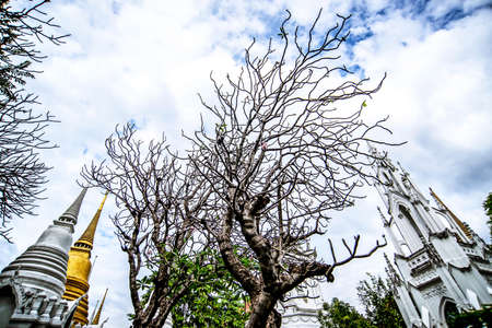 The graveyardの写真素材