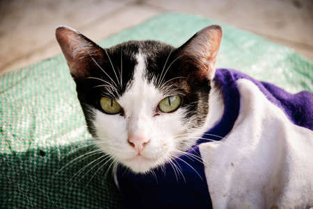 Cool catの写真素材