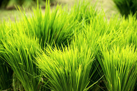 Young riceの写真素材