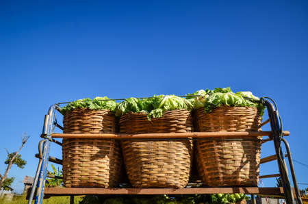 Vegetable for saleの写真素材