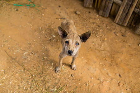 Poor dog is looking at meの写真素材