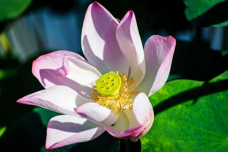 Nice lotus flowerの写真素材
