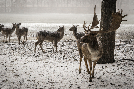 some deerss in the snowy winterのeditorial素材