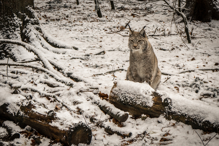 white lynx in the snowy forestのeditorial素材