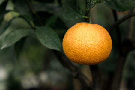 Orangetreeのeditorial素材