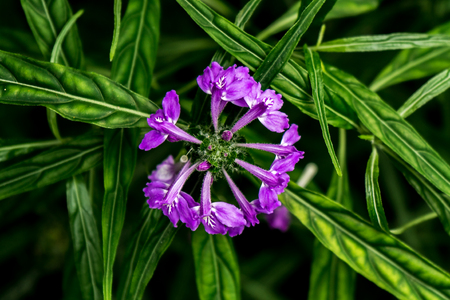 Purple flowerのeditorial素材
