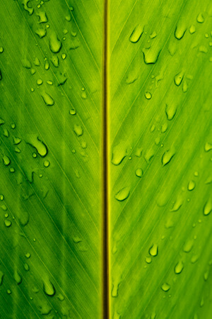 green wet leafのeditorial素材