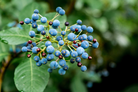 blue berriesのeditorial素材