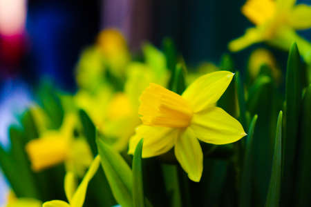 Close up off yellow flower in Gamla stan