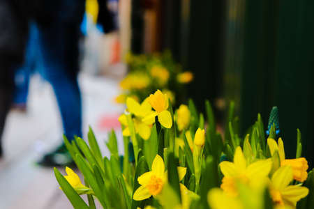 Yellow flowers blooming in the street of stockholm old townの写真素材