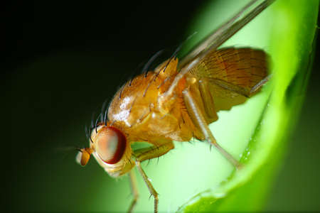 Fruit fly macro の写真素材