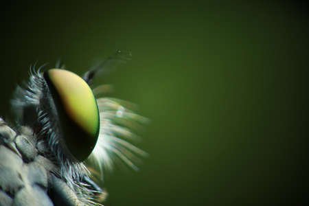 Eyes of a flyの写真素材